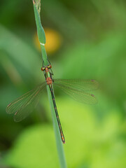 Emerald damselfly - Lestes sponsa. Closeup vertical shot.