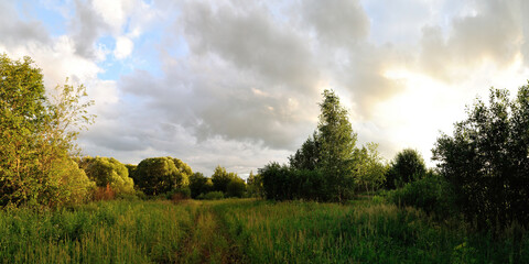 A summer walk through the forest, a beautiful panorama.
