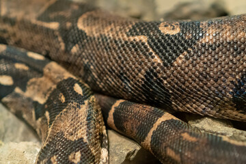 brown snake on the rocks close-up