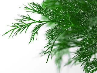 Fototapeta premium Green dill with water drops, close-up