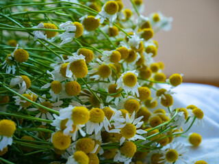 Obraz premium Chamomile flower. Bouquet of chamomile. Camomile flower harvest on the table. Herbal medicine concept.