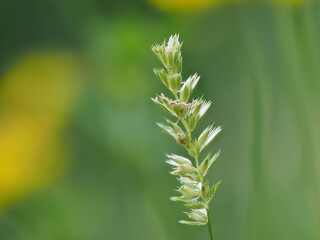 Gras
