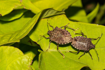 Brown Marmorated Stink Bugs Mating