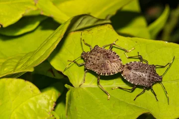 Foto op Canvas Brown Marmorated Stink Bugs Mating © ondreicka