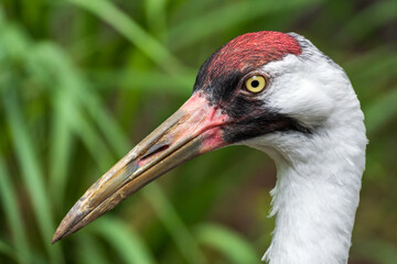 Fototapeta premium Portrait of a whooping crane (Grus americana) - Florida, USA