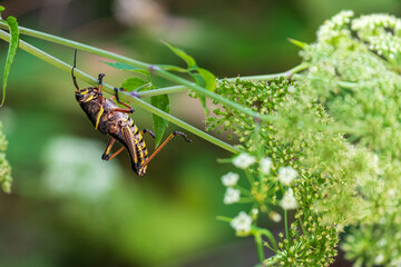 Eastern lubber grasshoppher (Romalea microptera) - Homosassa, Florida, USA