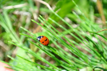 Naklejka premium ladybird on a leaf