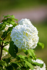 Białe kwiaty kaliny koralowej (Viburnum opulus) © Monika