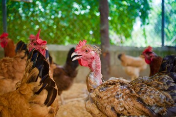 range chicken