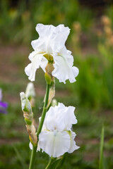 Białe kwiaty irysa odmiany 