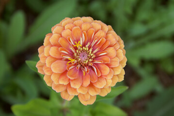 orange flower in the garden