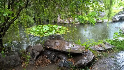 frog in the pond