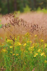 Polne kwiaty na łące © Karmol