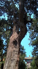 Obraz premium tree in the park