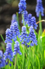 Small blue Muscari Flowers