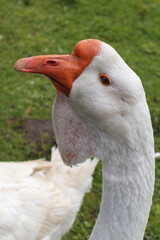 Fototapeta premium Portrait of a white goose. Bird farm