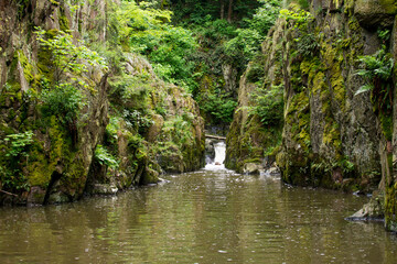 European natural forest with flowinf water. Brook and tree and green plant in middle europe.  Ecology and nature conservation concept.