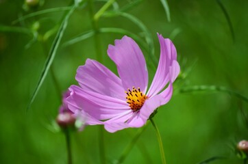 Cosmea