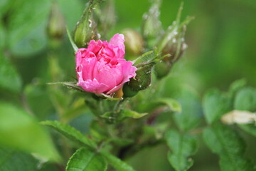 Wild beautiful pink rose