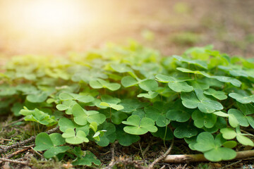 Plant oxalis growth on moulder wood in forest, new life on old tree in nature.  