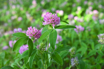 Close-up of pink clover flowers in a meadow. Selective focus.