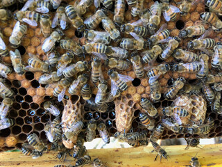 Bees covering a frame of honeycomb with several hatched queen cells, honey and brood.	