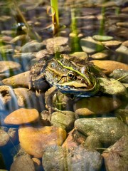 frog in the pond