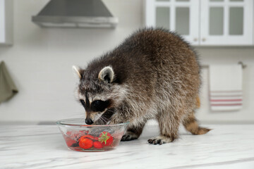 Cute raccoon washing strawberries in bowl on kitchen table