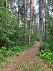 path in the woods