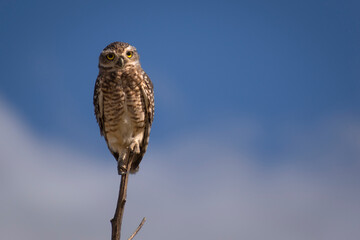Owl standing on a little branch with a blue sky background – Scientific name:  Strigiformes. Buenos Aires, Argentina