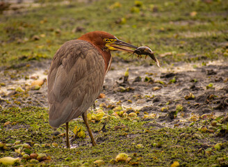 Bird in a lagoon with vivid colours and two white lines in the neck  called Hoco Colorado – Trigosoma Lineatum hunting a fish from the water. Buenos Aires, Argentina