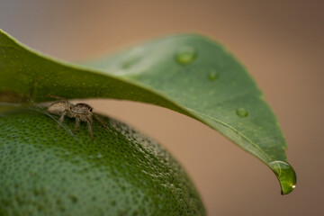Little spider -Salticidae-  hiding from the rain under a lemon-tree leaf. It´s standing on a green lemon. 