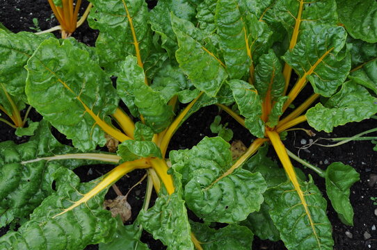 Fresh Green Swiss Chard In The Garden