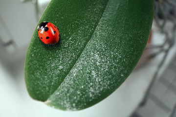 Green sheet of orchid on which sits a red ladybug. houseplant