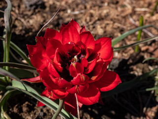 Close up shot of perfect, doll-sized, mini tulips in flaming deep red colour and petal-packed double flowers - Tulipa humilis 'Samantha'