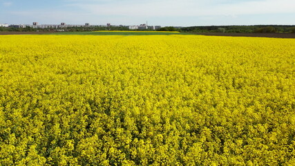 Obraz premium Flying over the rapeseed field during rapeseed flowers blooming