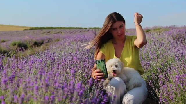 Beautiful cheerful woman taking selfie on smartphone with her Miniature Poodle dog in lavender field. Provence, France