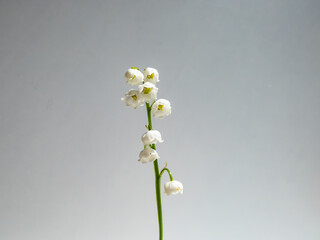 Close-up macro shot of sweetly scented, pendent, bell-shaped white flowers of Lily of the valley (Convallaria majalis) isolated on white background