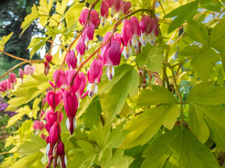 Blooms of the bleeding heart plant cultivar (Dicentra spectabilis) 'Gold Hearts'. Brilliant gold...