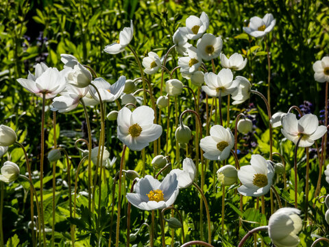 Group of cup-shaped, pure white flowers of snowdrop anemone or snowdrop windflower (Anemone sylvestris) plant with golden stamens flowering in late spring or early summer