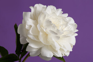 White delicate peony flower isolated on purple background.