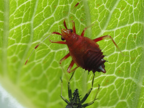 Wanzennymphe nach der H&auml;utung in der Eifel