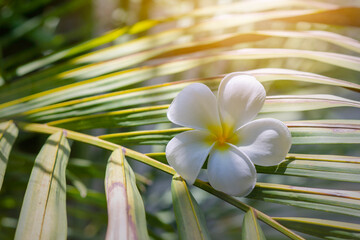 white frangipani flower on green palm leaf
