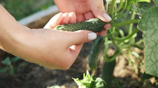 woman hands harvest cucumber from a plant in greenhouse