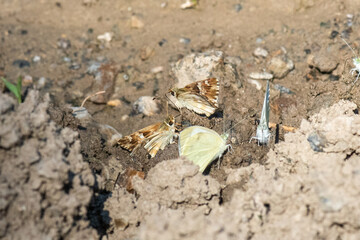 butterfly on the ground