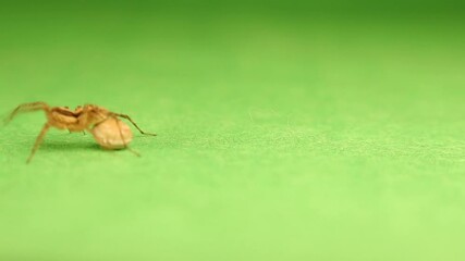 European Water spider carries an egg sac on the back of its stomach, opisthosoma.
It's also called raft spider, scientific name Dolomedes fimbriatus, is a large semi-aquatic spider of family Pisaurida