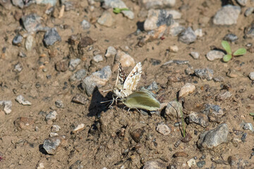 beetle on the ground