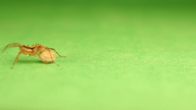 European Water spider carries an egg sac on the back of its stomach, opisthosoma.
It's also called raft spider, scientific name Dolomedes fimbriatus, is a large semi-aquatic spider of family Pisaurida