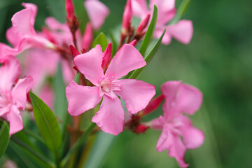 Delicate pink oleander flowers on a summer day, natural wallpaper.