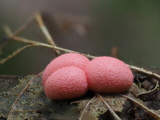 Blutmilchpilz (LYCOGALA EPIDENDRUM)

